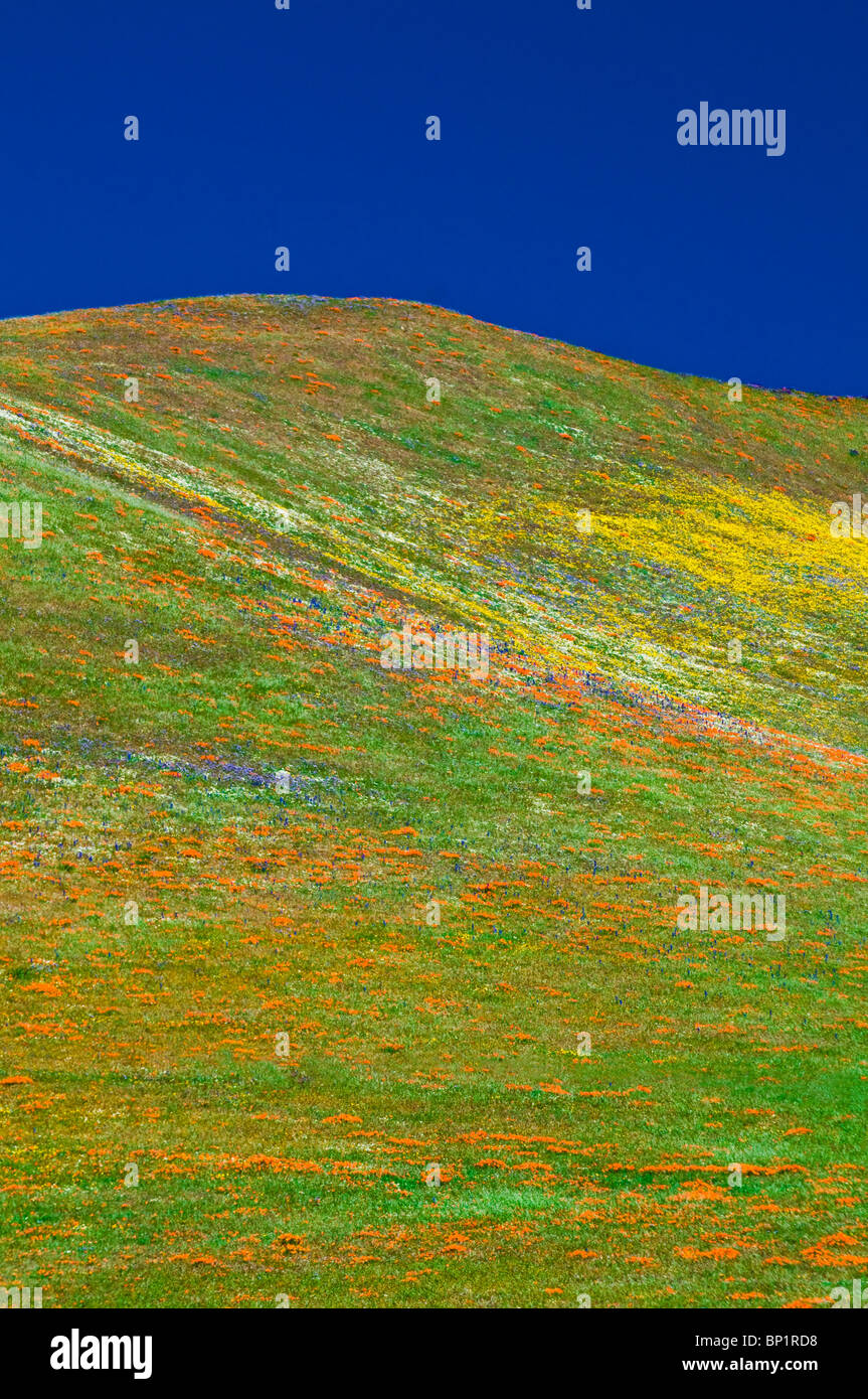Wildflowers in the Tehachapi Mountains, Angeles National Forest