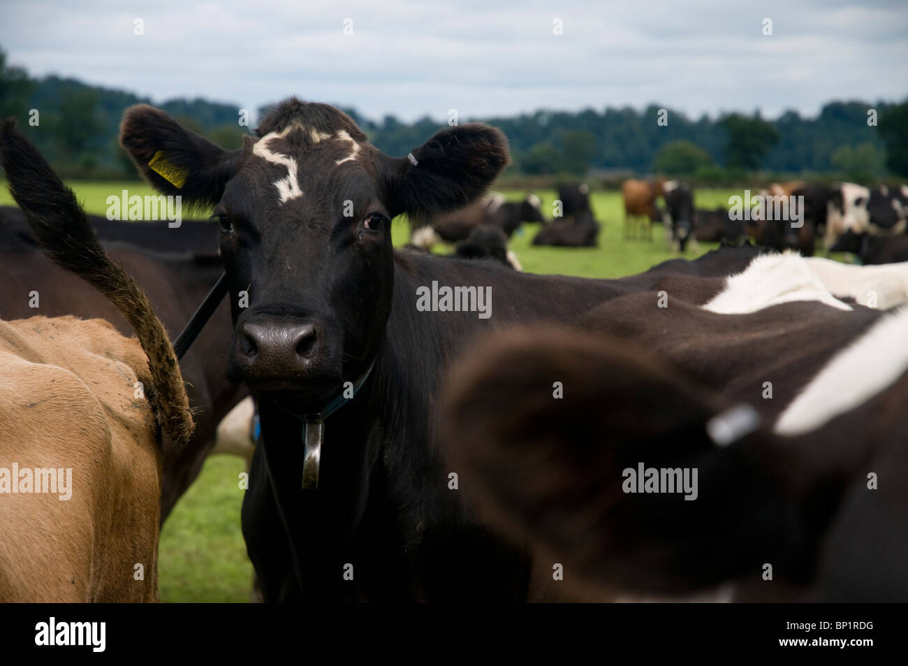 Cows field black white hi-res stock photography and images - Alamy