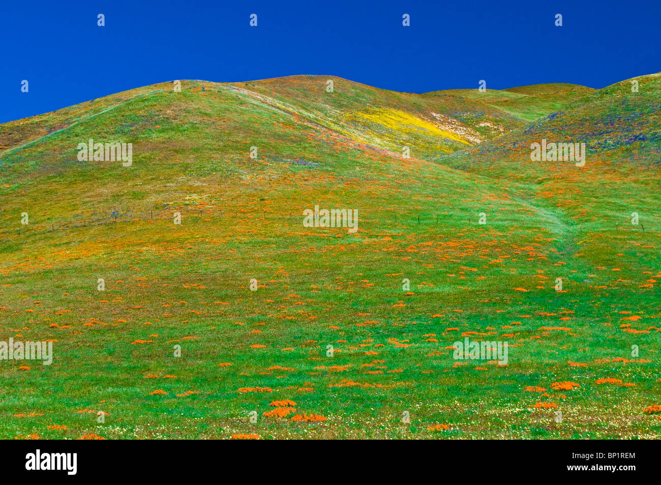 Wildflowers in the Tehachapi Mountains, Angeles National Forest