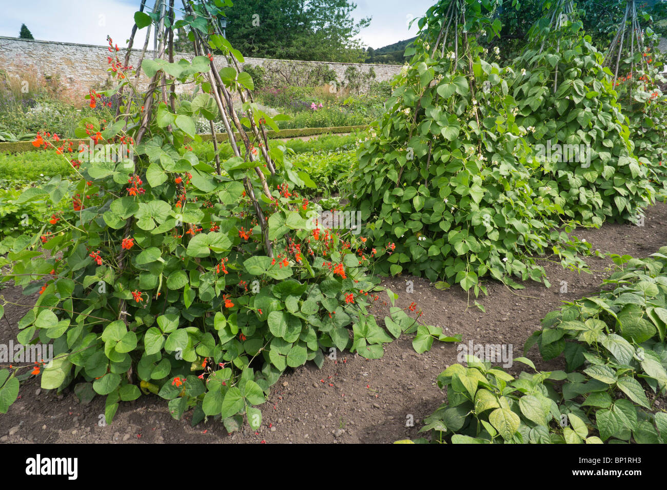 Harmony Gardens, Melrose, Scottish Borders - kitchen garden or vegetable plot - bean supports Stock Photo