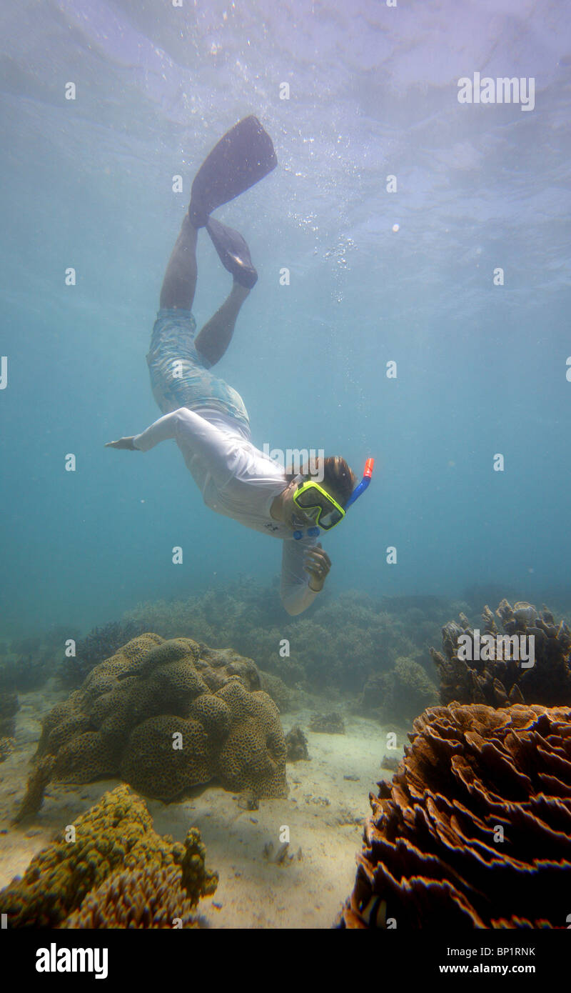 Woman snorkeling australia hires stock photography and images Alamy