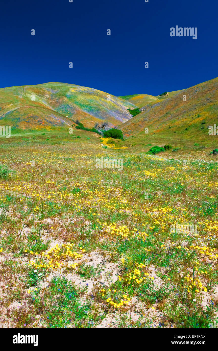 Wildflowers in the Tehachapi Mountains, Angeles National Forest