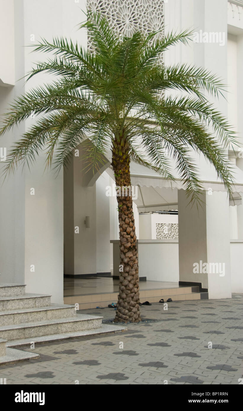 Kuala Lumpur, Malaysia; A Palm Tree Growing Through A Brick Ground