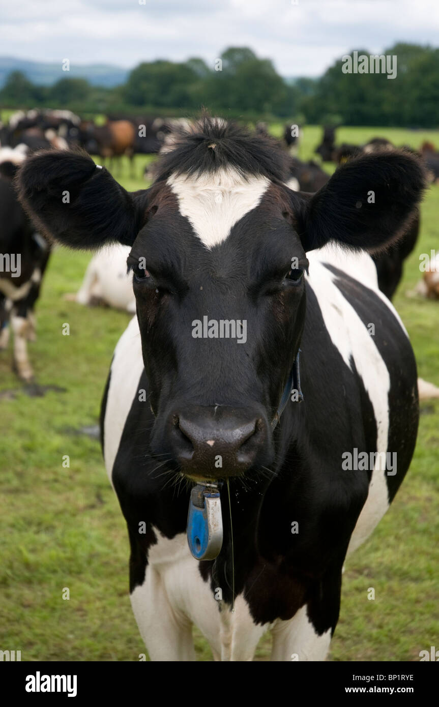 Black and white cows hi-res stock photography and images - Alamy