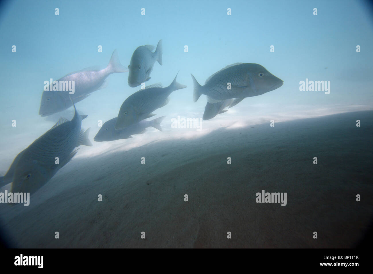 Fish gathering under a boat on the Ningaloo Reef, Coral Bay, Australia