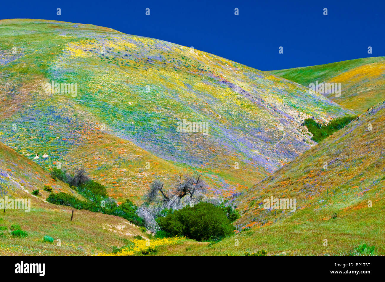 Wildflowers in the Tehachapi Mountains, Angeles National Forest