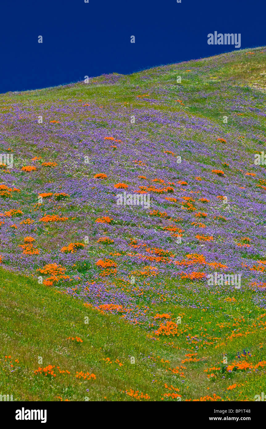 Wildflowers in the Tehachapi Mountains, Angeles National Forest