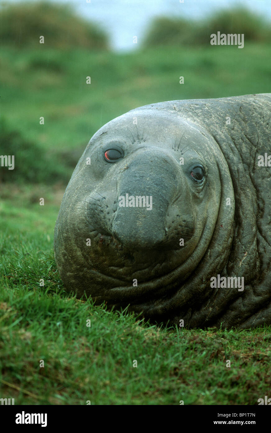 Southern Elephant Seal Stock Photo - Alamy