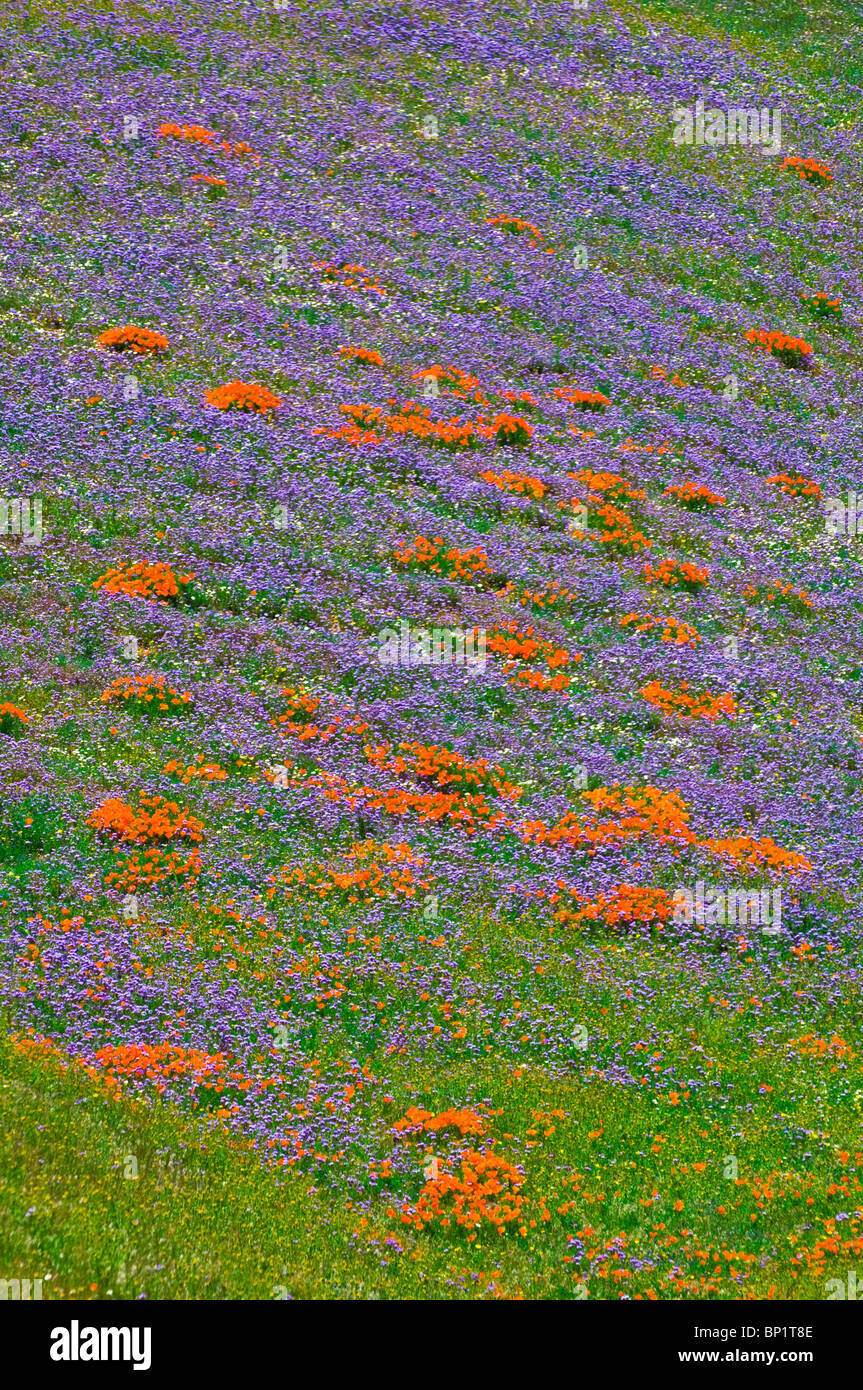 Wildflowers in the Tehachapi Mountains, Angeles National Forest
