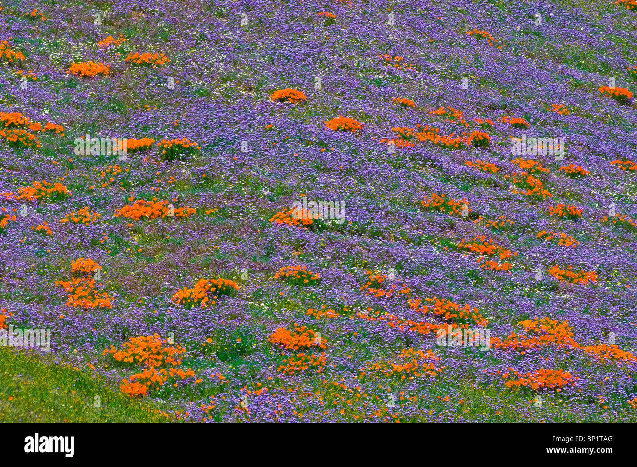 Wildflowers in the Tehachapi Mountains, Angeles National Forest