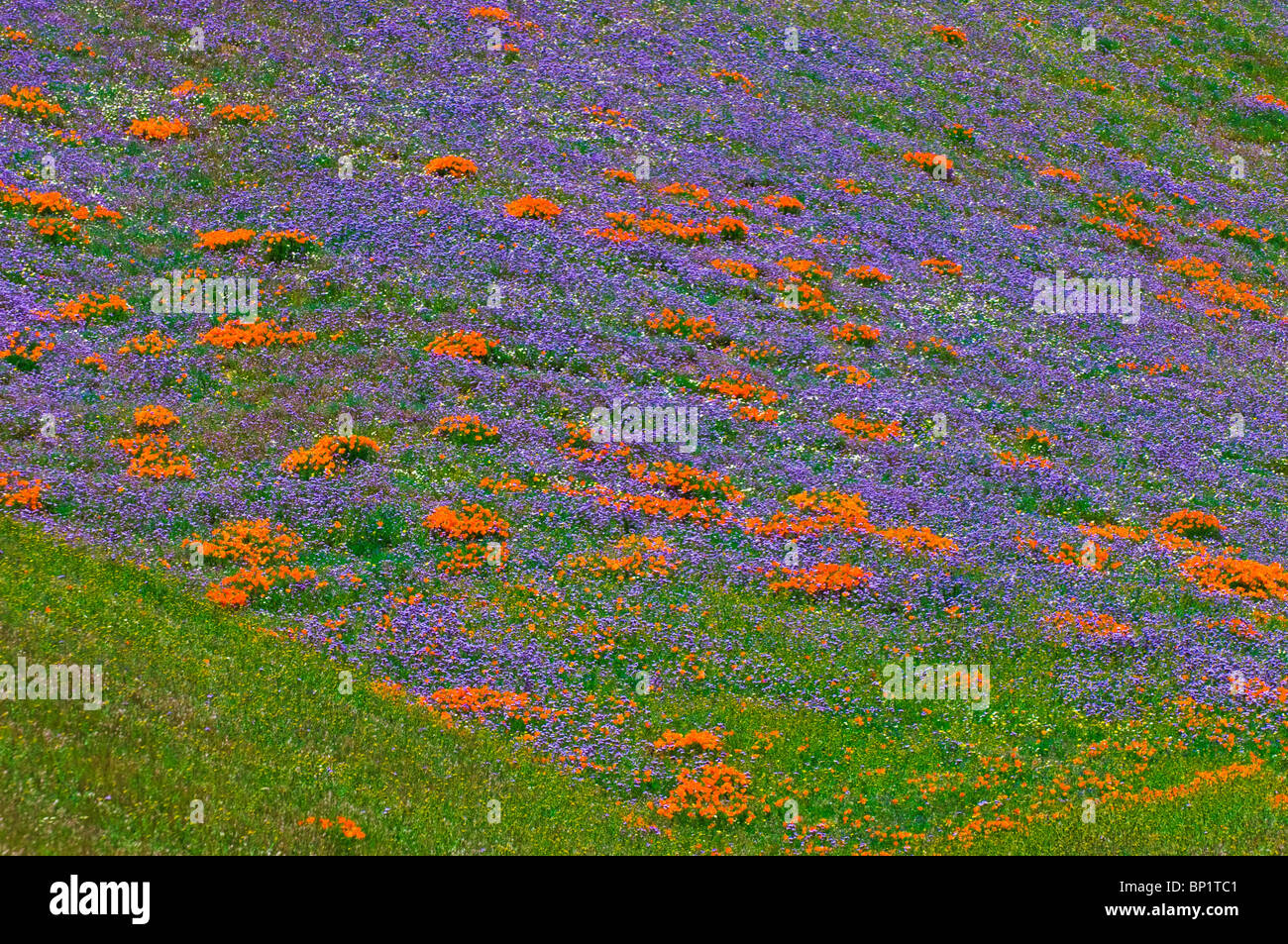 Wildflowers in the Tehachapi Mountains, Angeles National Forest