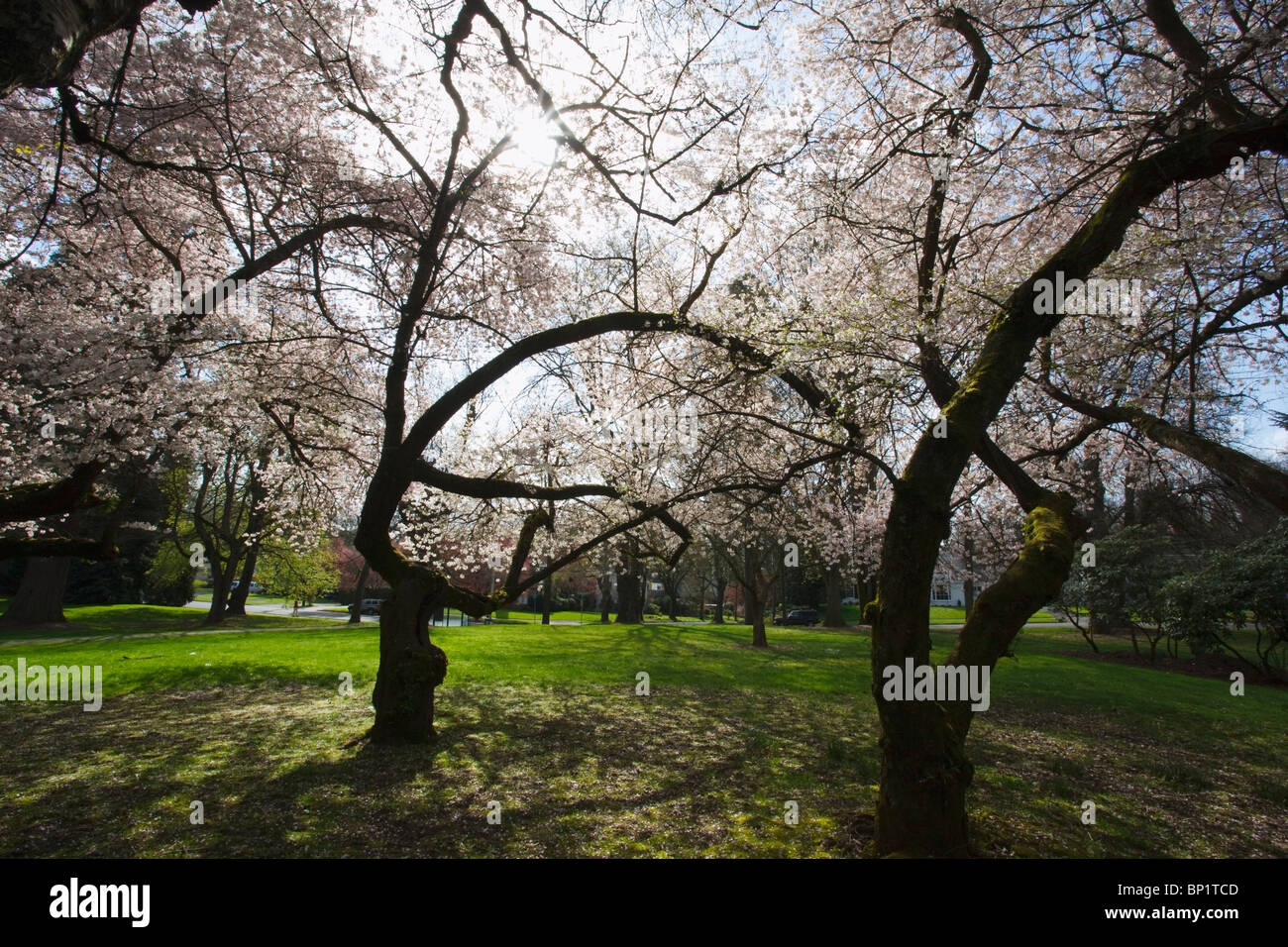 Portland, Oregon, United States Of America; Cherry Blossom Trees In