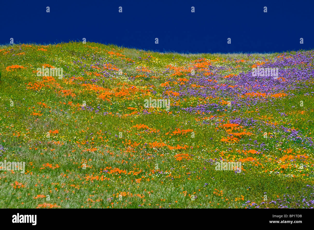 Wildflowers in the Tehachapi Mountains, Angeles National Forest