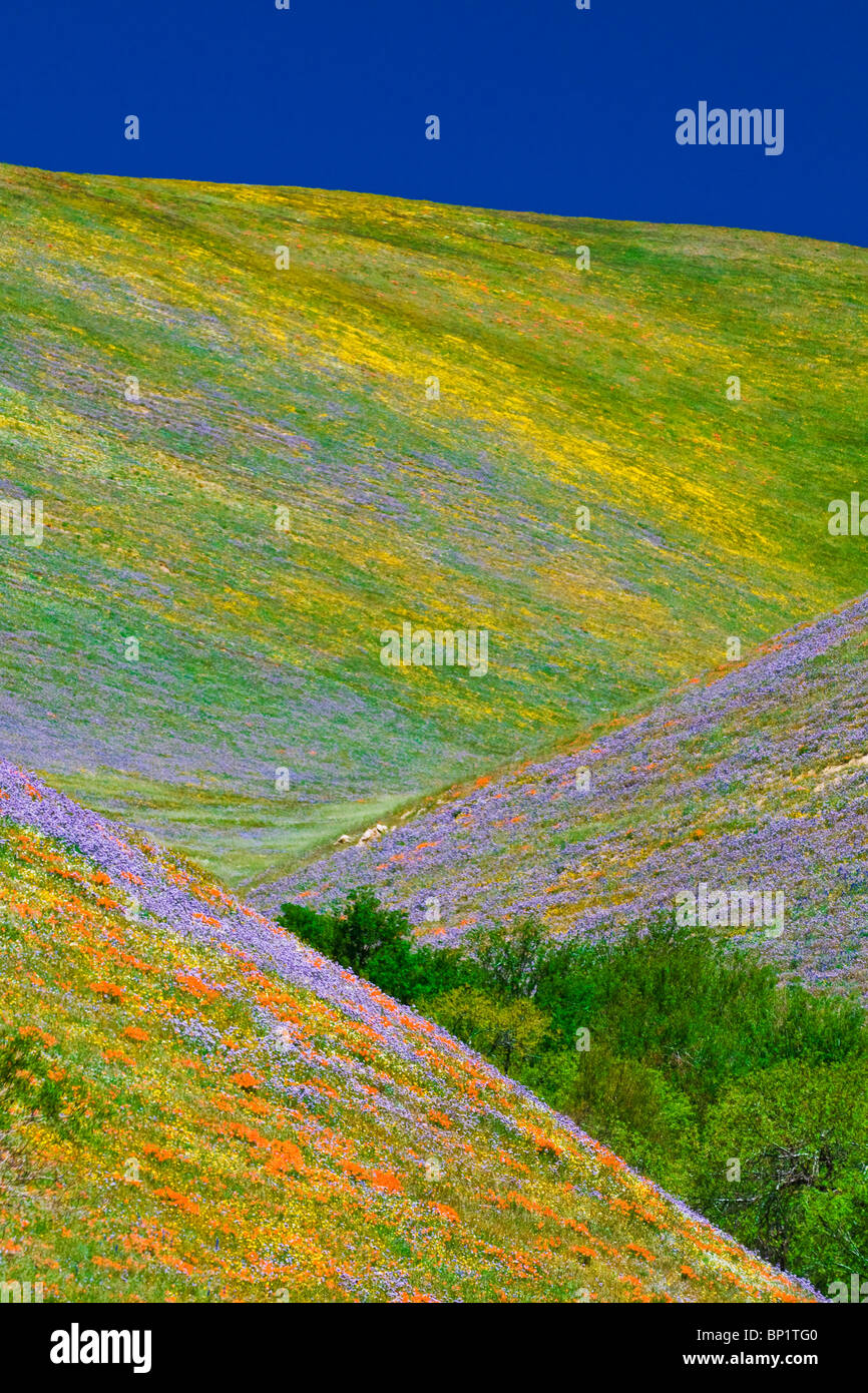 Wildflowers in the Tehachapi Mountains, Angeles National Forest