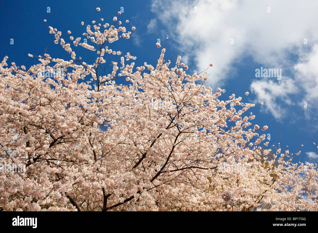 Portland, Oregon, United States Of America; Cherry Blossom Tree In