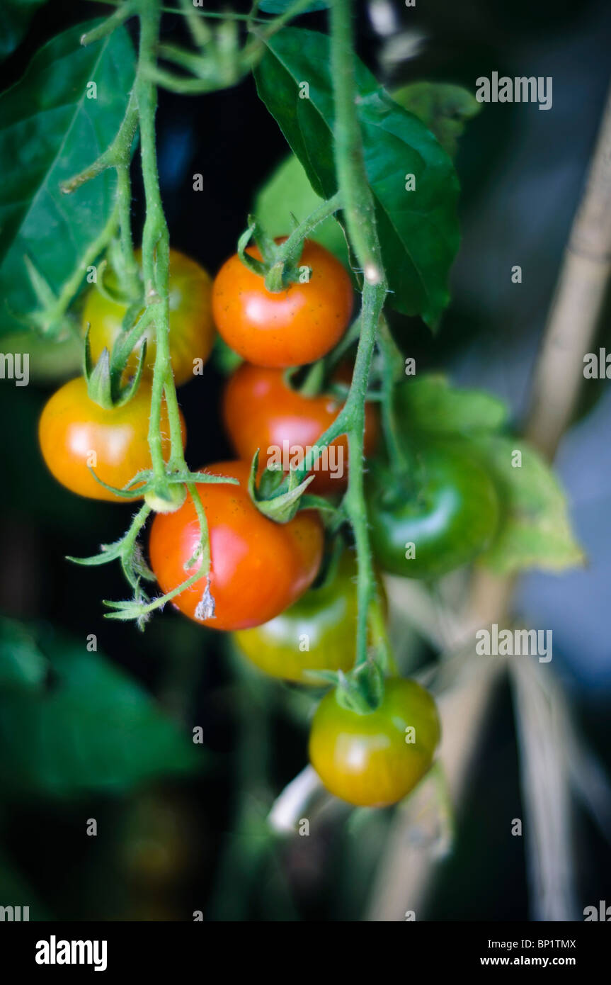 Tomatoes ripening on the vine in shades of red and green Stock Photo ...
