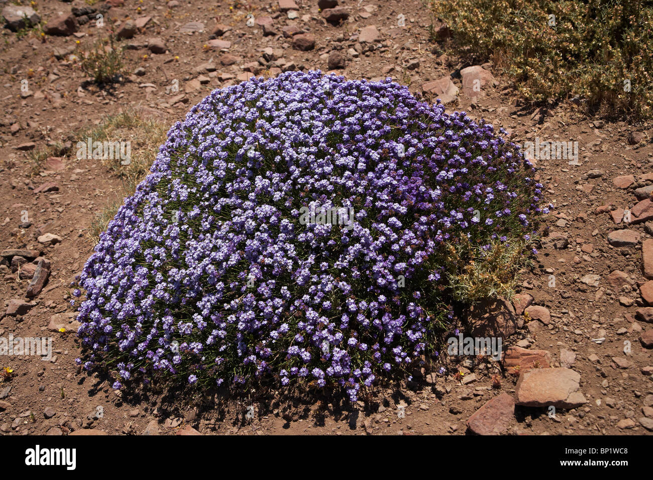 Flowering Alpine Plant, Andes Mountains, Chile, South America Stock Photo