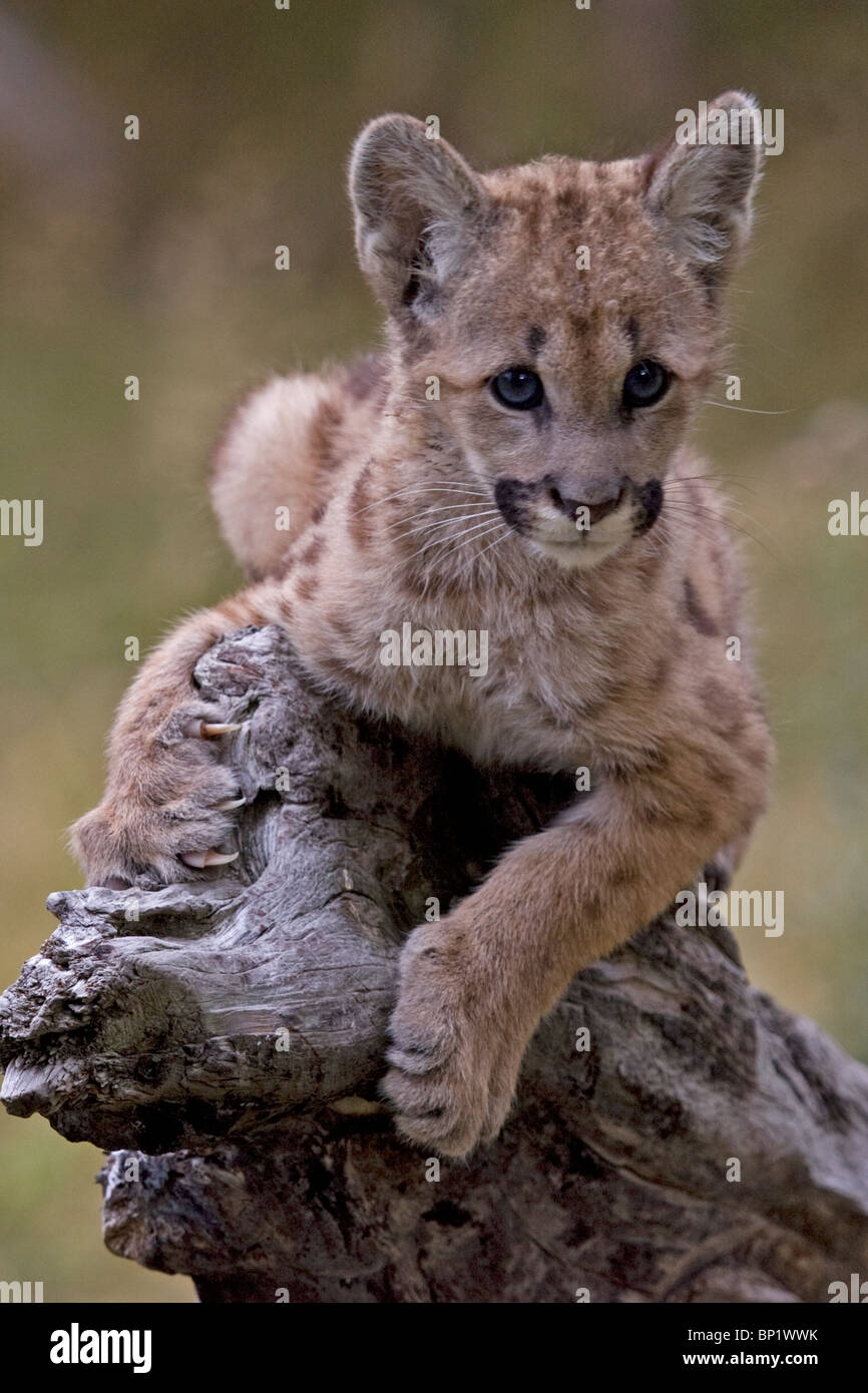 A cute young mountain lion cub sitting on the end of a tree log, clutching onto the log Stock Photo