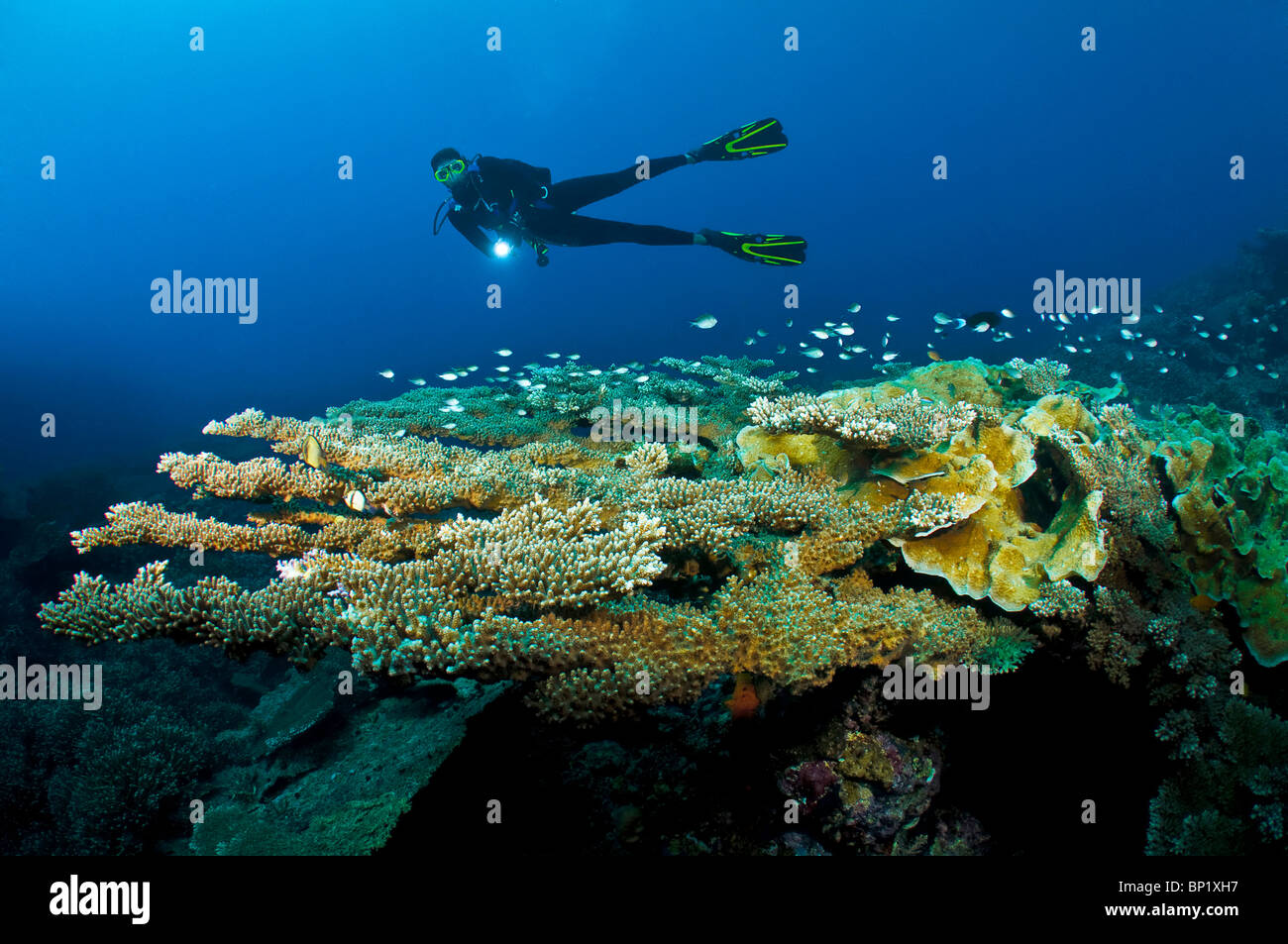 Diver over Coral Reef, Banda Islands, Moluccas, Indonesia Stock Photo