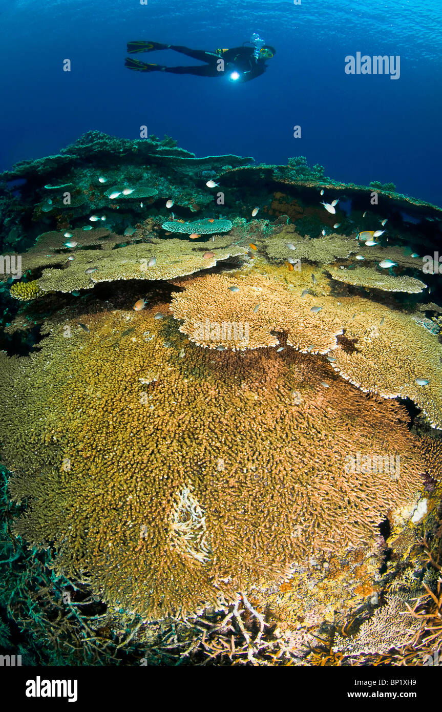 Taucher ueber Korallenriff, Banda Inseln, Molukken, Indonesien | Diver over Coral Reef, Banda Islands, Moluccas, Indonesia Stock Photo