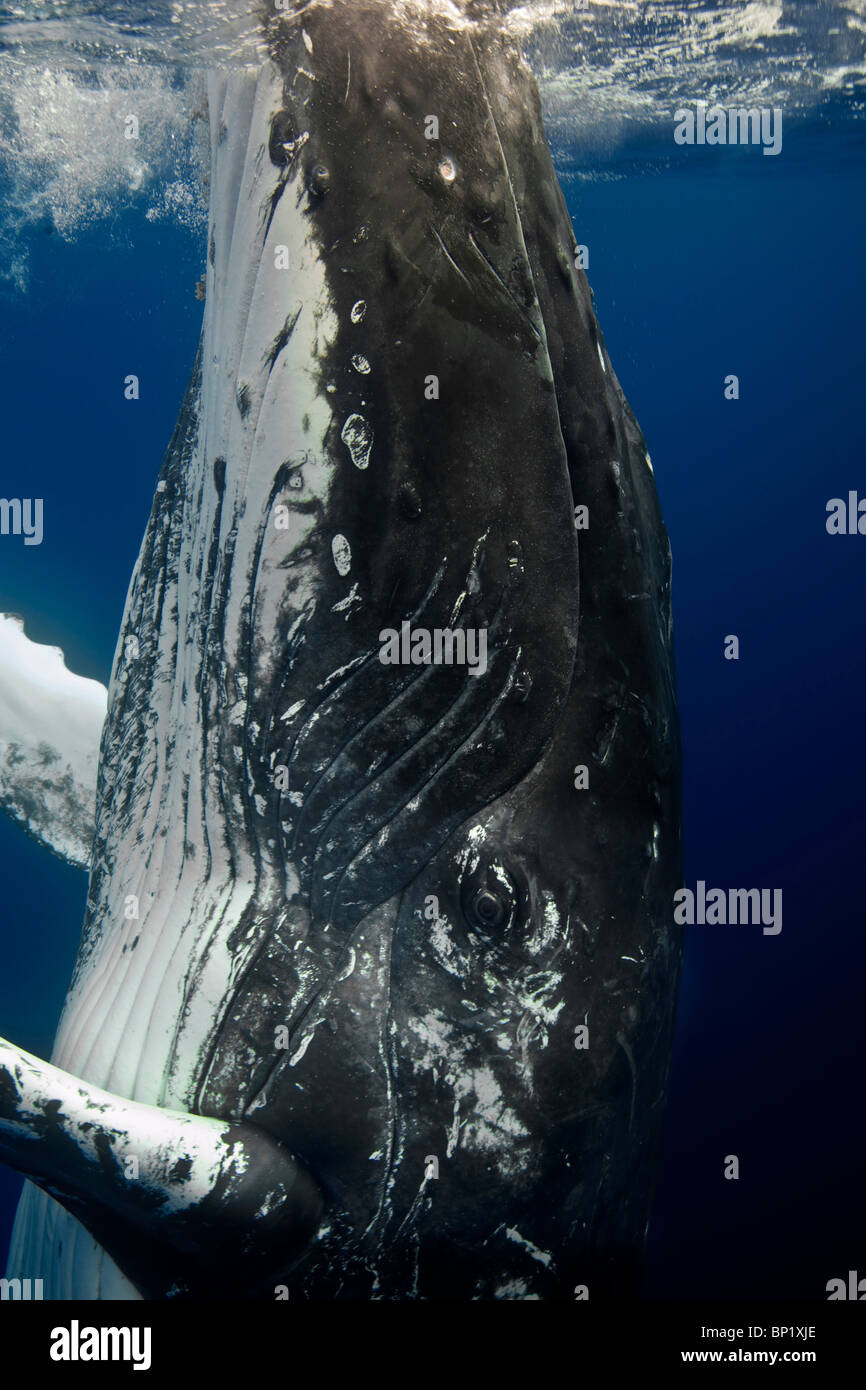 Humpback Whale, Megaptera novaeangliae, Pacific, Tonga Stock Photo