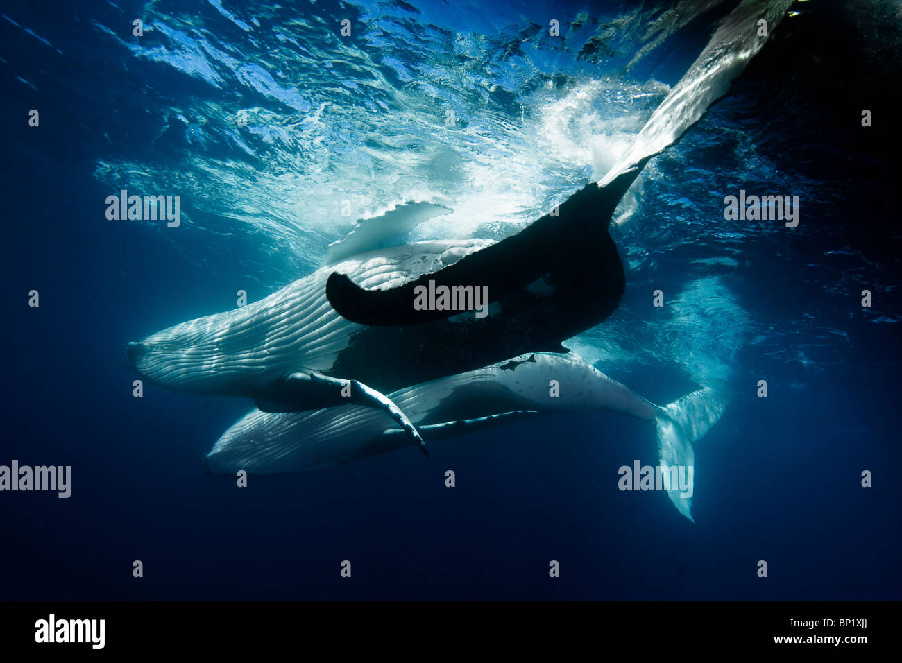 Pair of Humpback Whales, Megaptera novaeangliae, Pacific, Tonga Stock Photo