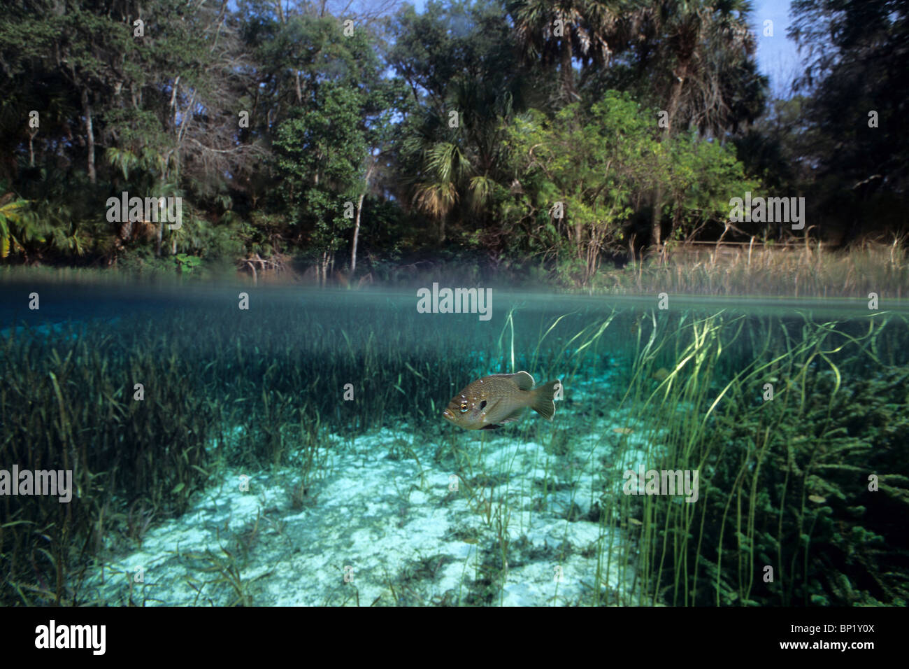 Sunfish in Rainbow River, Lepomis microlophus, Rainbow River, Florida, USA Stock Photo