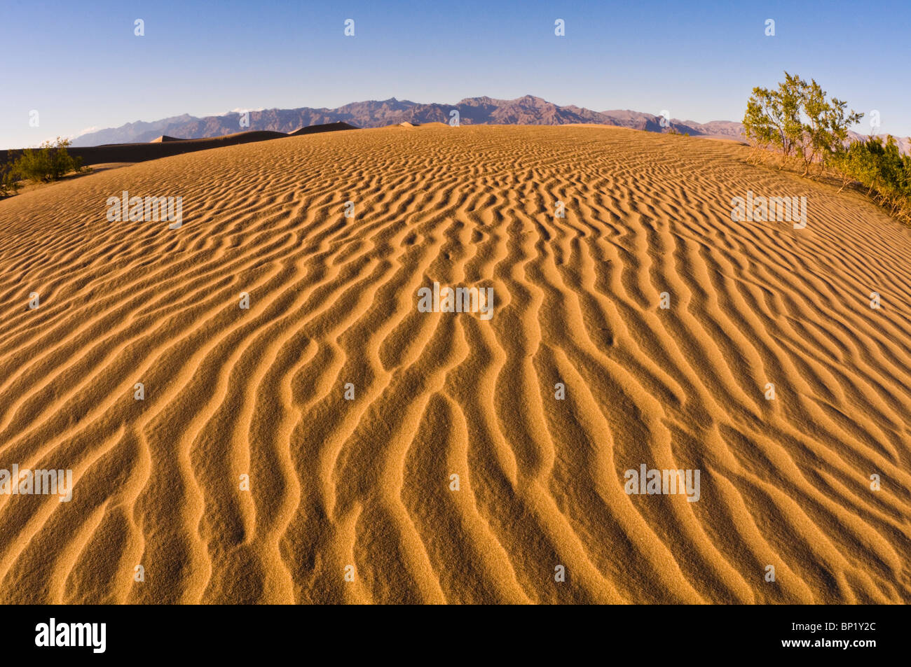 Evening light on dune patterns, Mesquite Flat Sand Dunes, Death Valley National Park. California Stock Photo