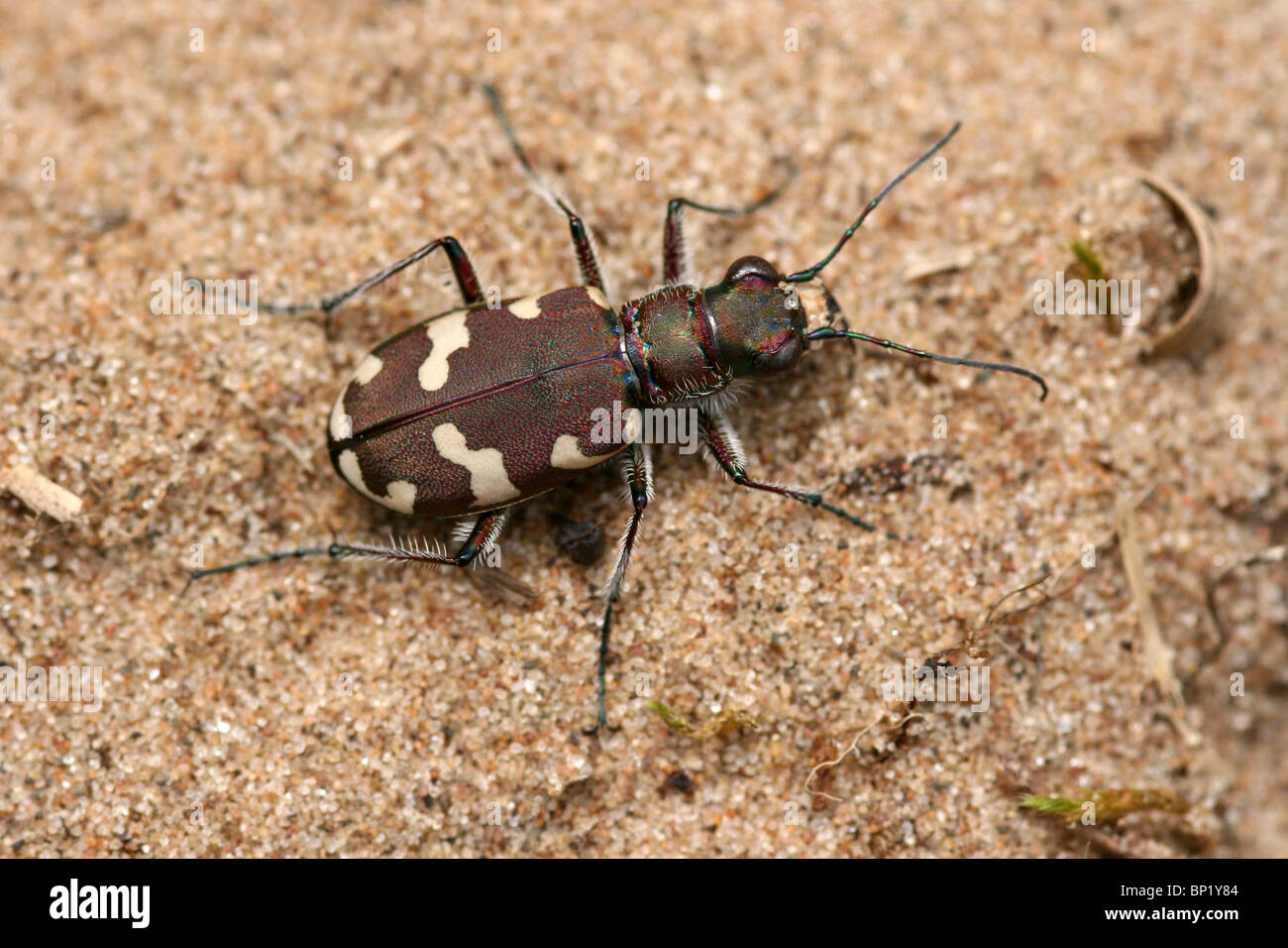 Northern Dune Tiger Beetle Cicindela hybrida Taken On Sefton Coast, Merseyside, UK Stock Photo