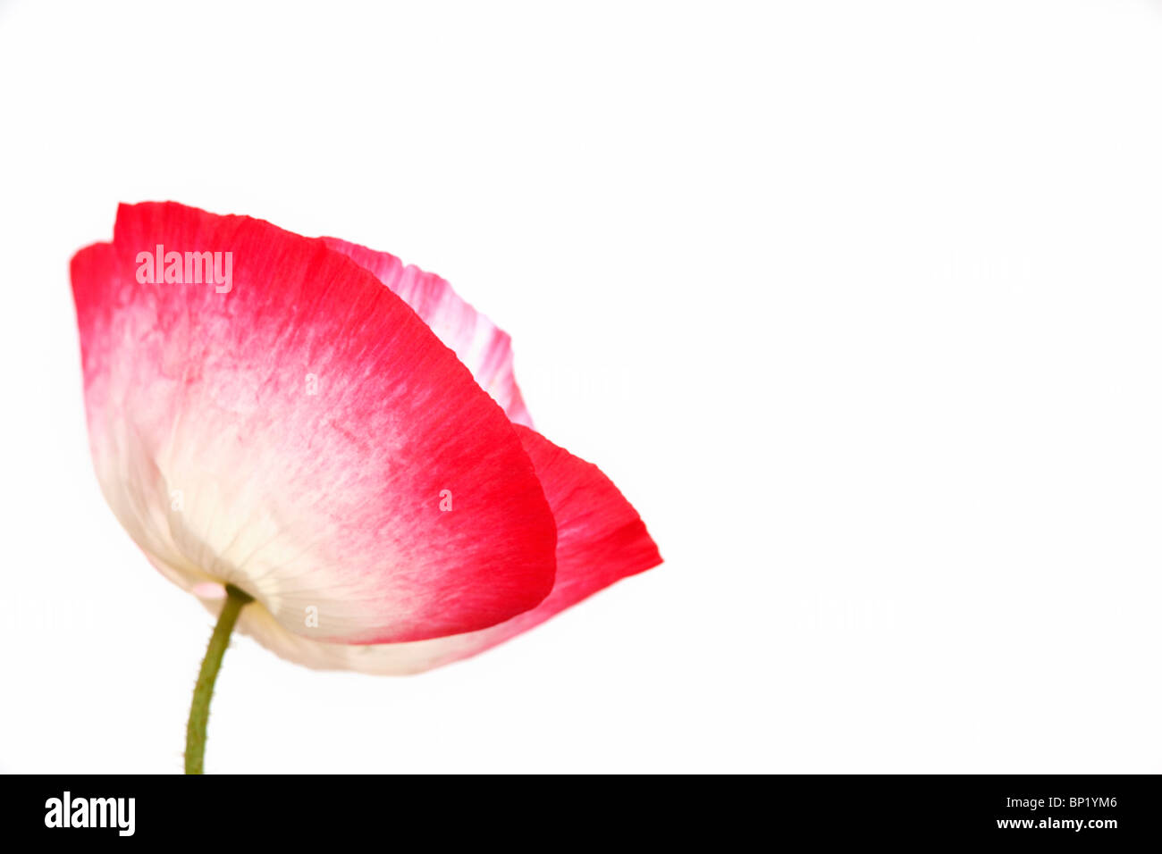 Cultivated poppy study, Papaver species, UK Stock Photo