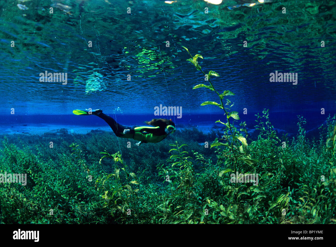 Snorkeling at Rainbow River, Rainbow River, Florida, USA Stock Photo