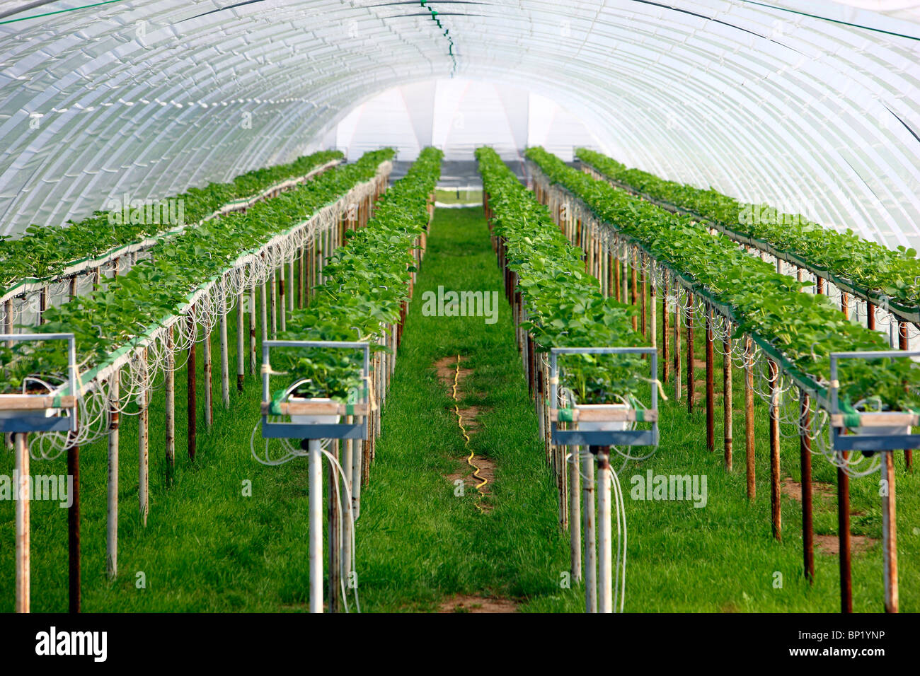 Greenhouse, for growing plants. Stock Photo