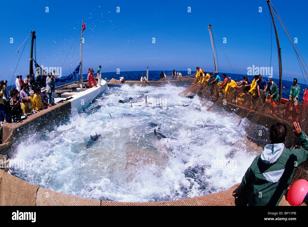 Bluefin Tuna Fishing at Mediterranean Sea, Thunnus thynnus, San Pietro
