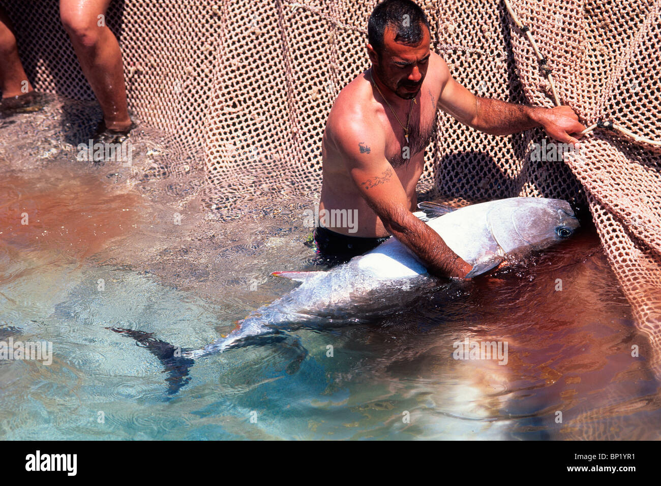 Bluefin Tuna Fishing at Mediterranean Sea, Thunnus thynnus, San Pietro