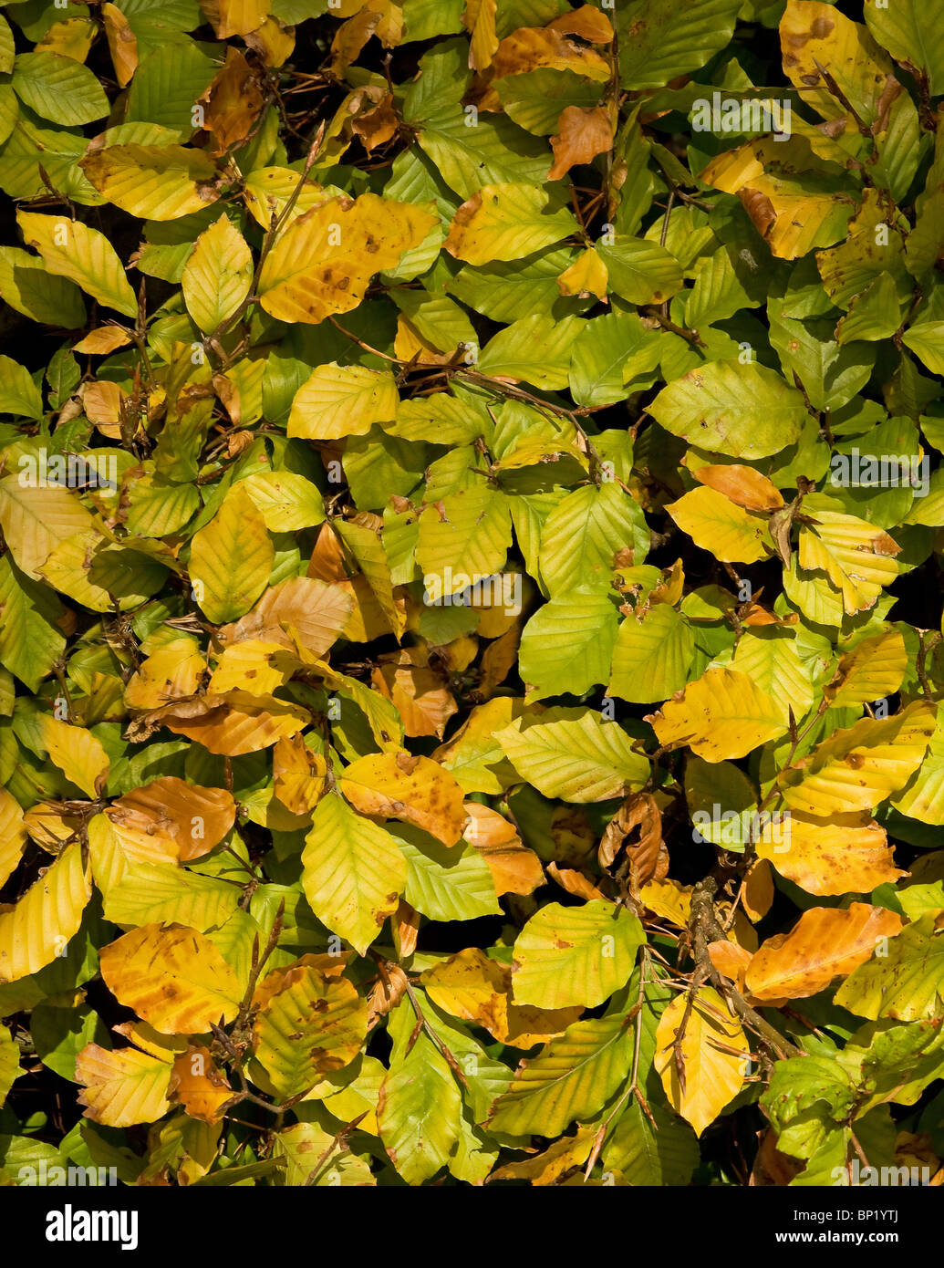 Beech Leaf texture Stock Photo