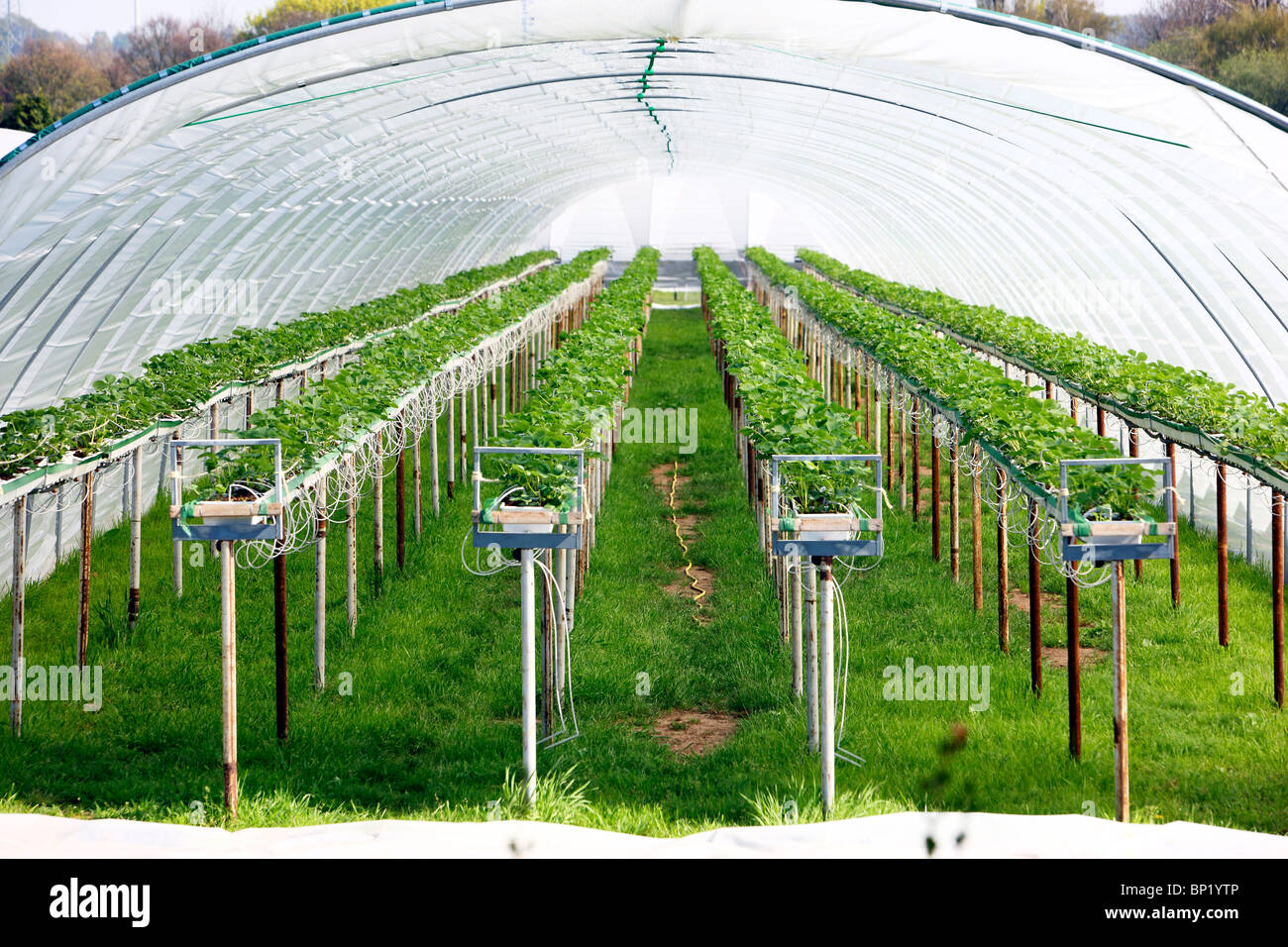 Greenhouse, for growing plants Stock Photo Alamy