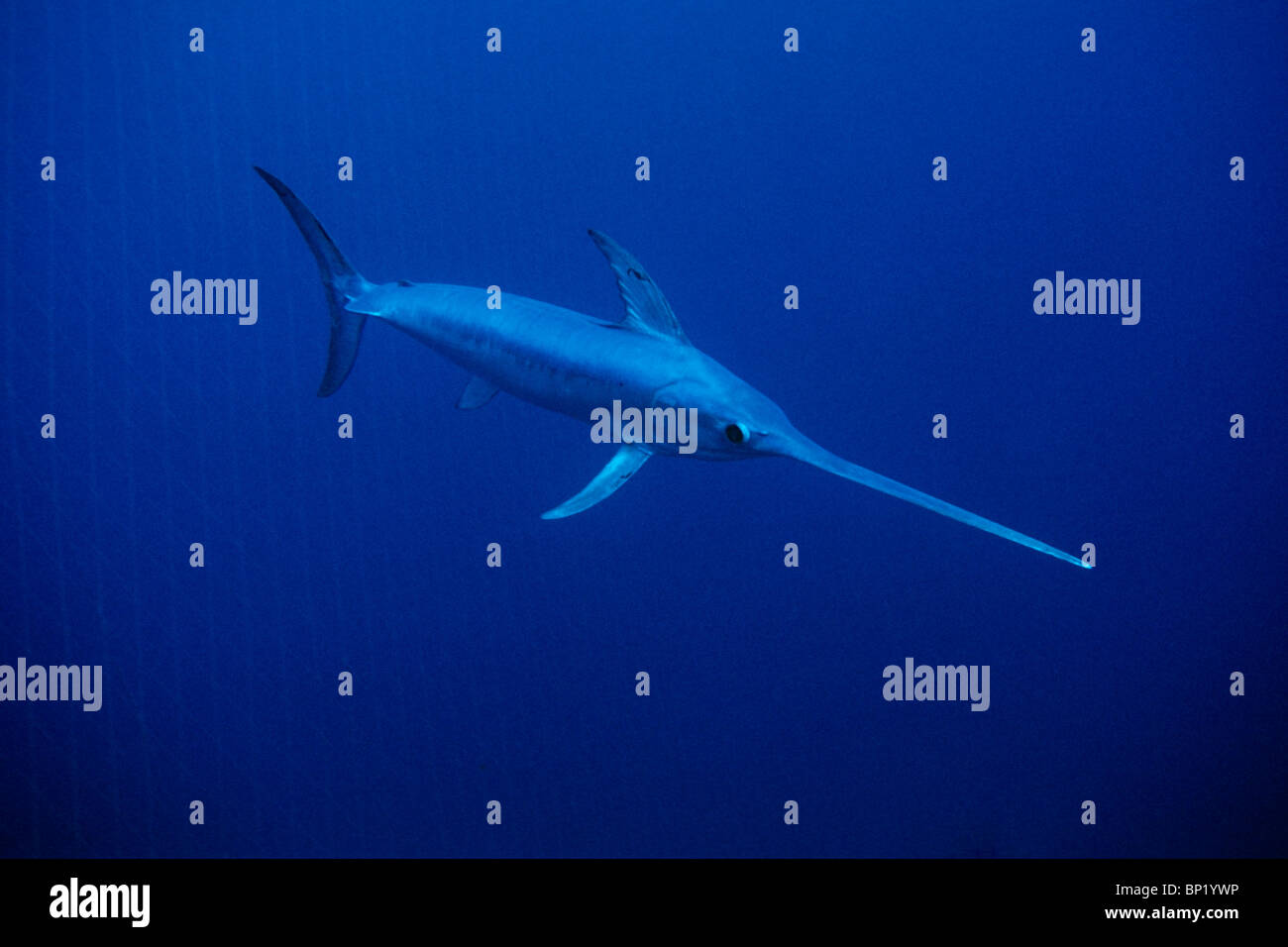 Swordfish underwater hires stock photography and images Alamy