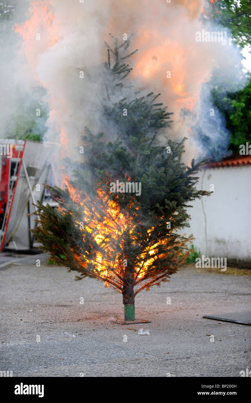 Burning Christmas Tree Sequence. From the Beginning 'till the End. Stock Photo