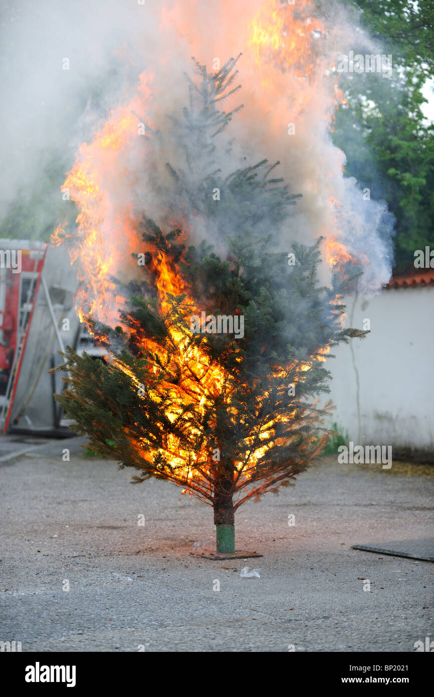 Burning Christmas Tree Sequence. From the Beginning 'till the End. Stock Photo