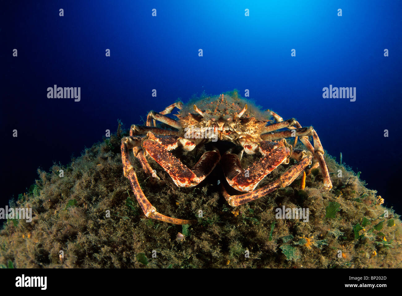 Spider Crab, Maja squinado, Sardinia, Italy Stock Photo