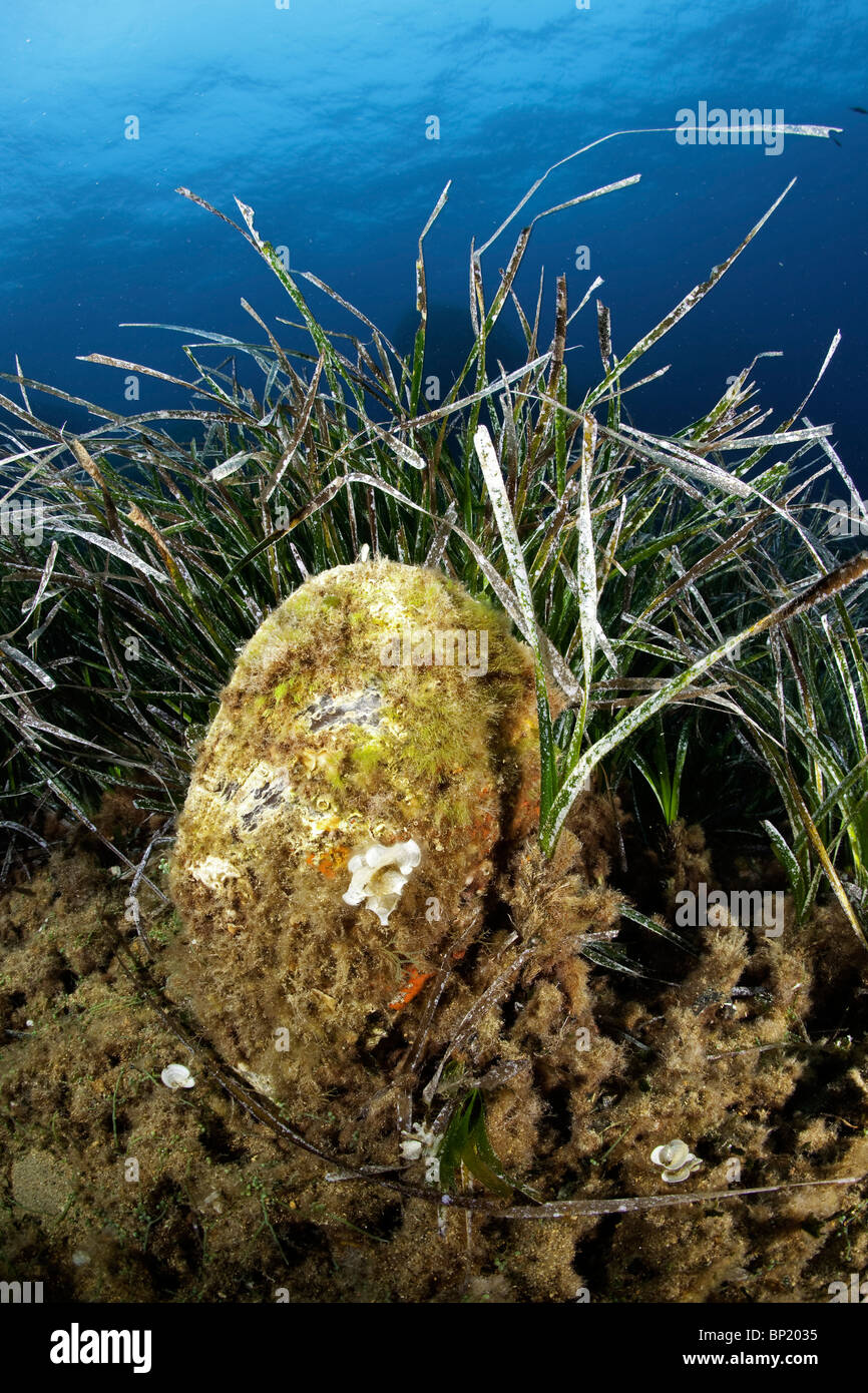 Pen Shell between Seagrass Meadows, Pinna nobilis, Posidonia oceanica, Sardinia, Italy Stock Photo