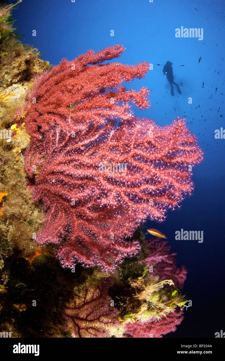 Scuba Diver and variable Gorgonians, Paramuricea clavata, Sardinia, Italy Stock Photo