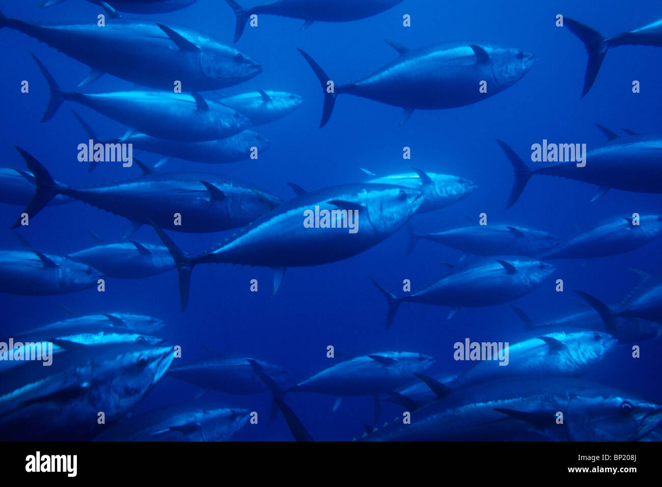 Shoal of Bluefin Tuna, Thunnus thynnus, Sardinia, Italy Stock Photo