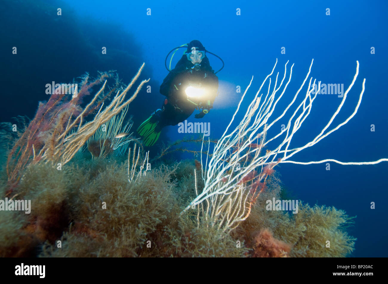 Scuba Diver and White Gorgonians, Eunicella singularis, Ustica Island, Sizilia, Italy Stock Photo