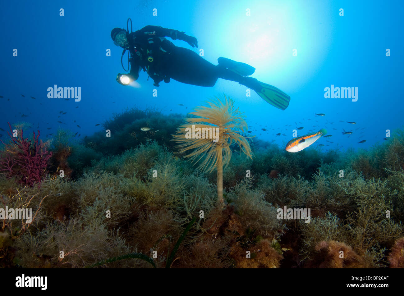 Scuba Diver and Tube Worm, Sabella spallanzanii, Ustica Island, Sizilia, Italy Stock Photo