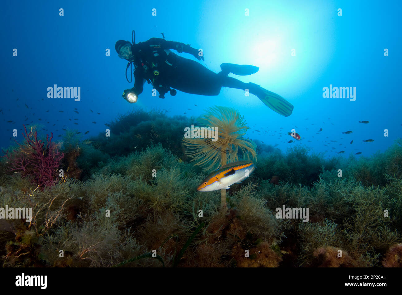Scuba Diver and Tube Worm, Sabella spallanzanii, Ustica Island, Sizilia, Italy Stock Photo