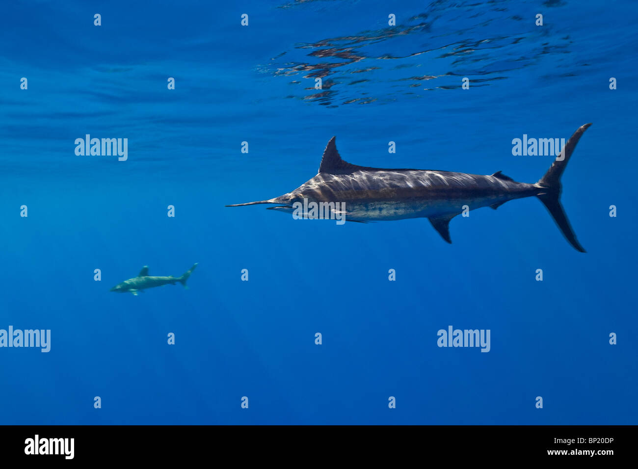 Blue Marlin, Makaira nigricans, Kona Coast, Big Island, Hawaii, USA Stock Photo
