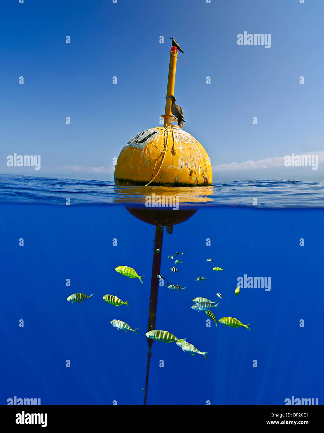 Golden Trevally surrounds Buoy, Gnathanodon speciosus, Kona Coast, Big