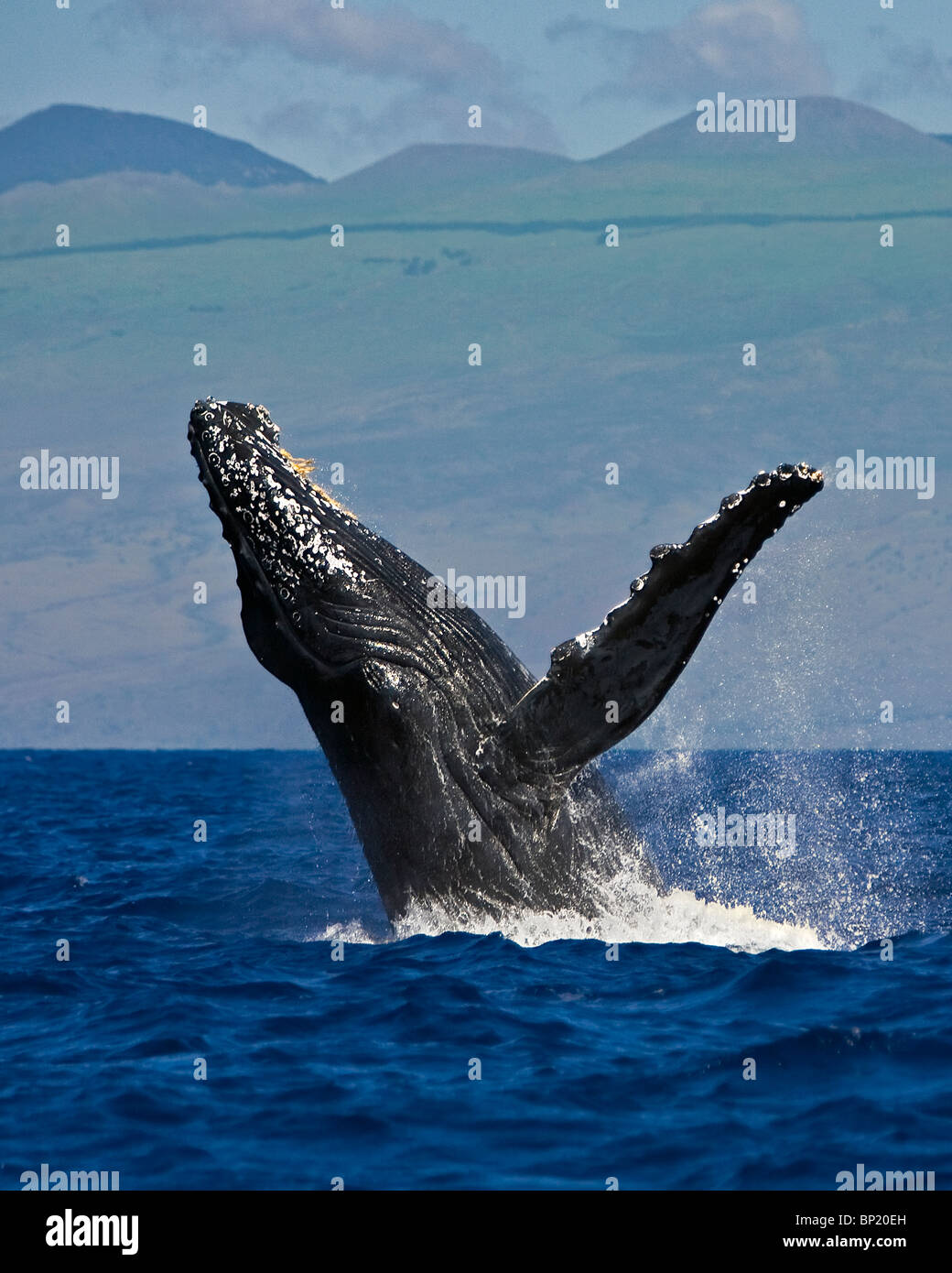 Breaching Humpback Whale, Megaptera novaeangliae, Kona Coast, Big Island, Hawaii, USA Stock Photo