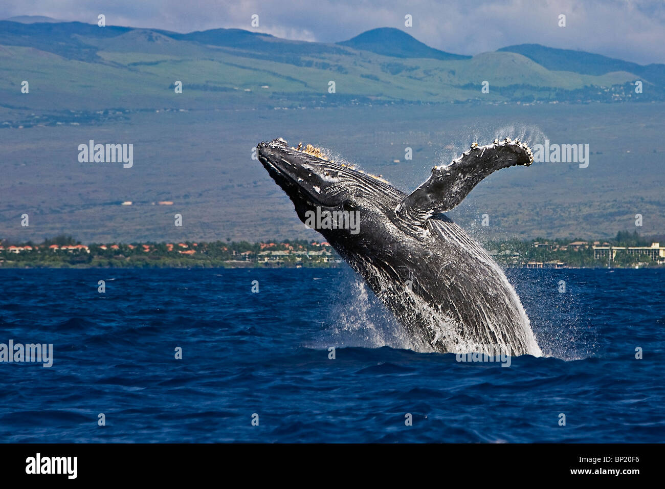 Breaching Humpback Whale, Megaptera novaeangliae, Kona Coast, Big Island, Hawaii, USA Stock Photo